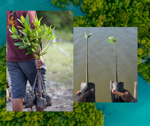 Plant Image